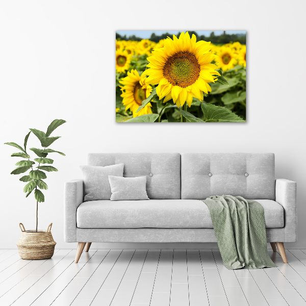 Cuadro decorativo de vidrio para salón horizontal Un campo de girasoles