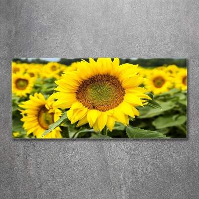 Cuadro decorativo de vidrio para salón horizontal Un campo de girasoles