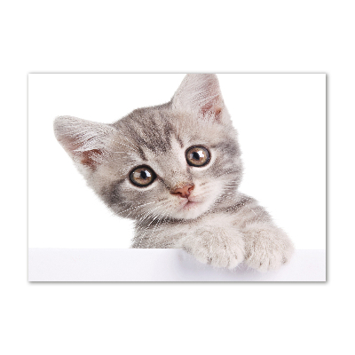 Cuadro decorativo de vidrio para salón horizontal gato gris