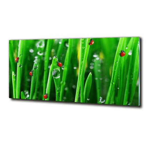 Cuadro de cristal templado moderno horizontal Mariquitas en la hierba