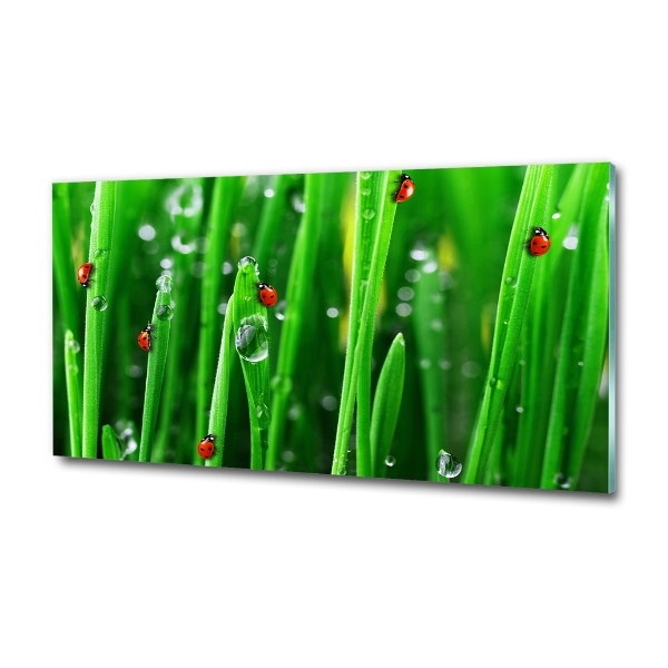 Cuadro de cristal templado moderno horizontal Mariquitas en la hierba