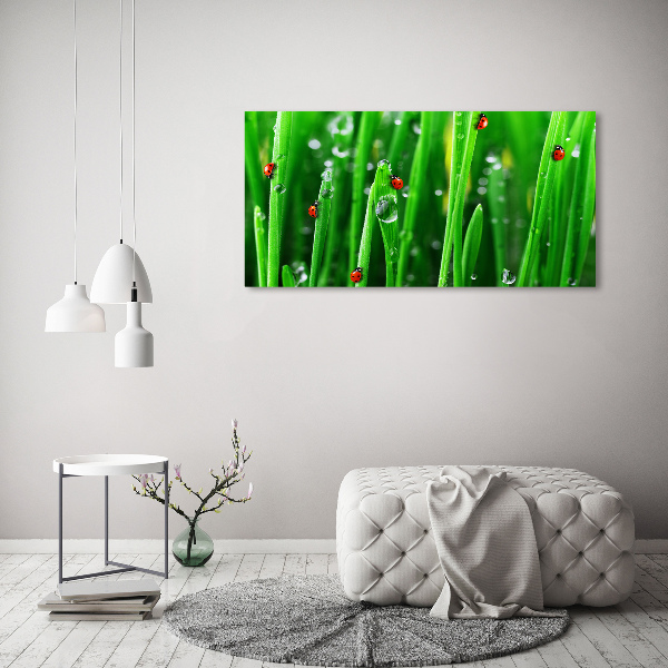 Cuadro de cristal templado moderno horizontal Mariquitas en la hierba