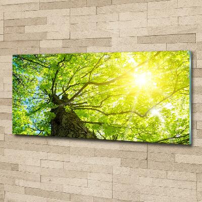 Cuadro de cristal templado moderno horizontal Castaño en primavera