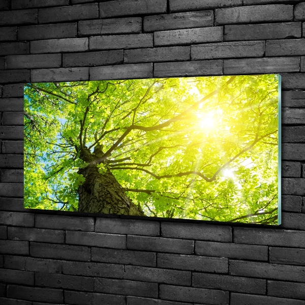 Cuadro de cristal templado moderno horizontal Castaño en primavera