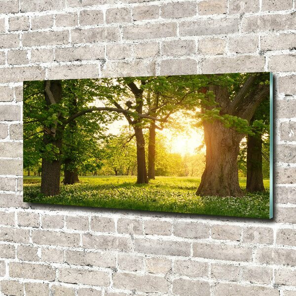 Foto en cristal de alta calidad con impresión uv horizontal Árboles en el parque