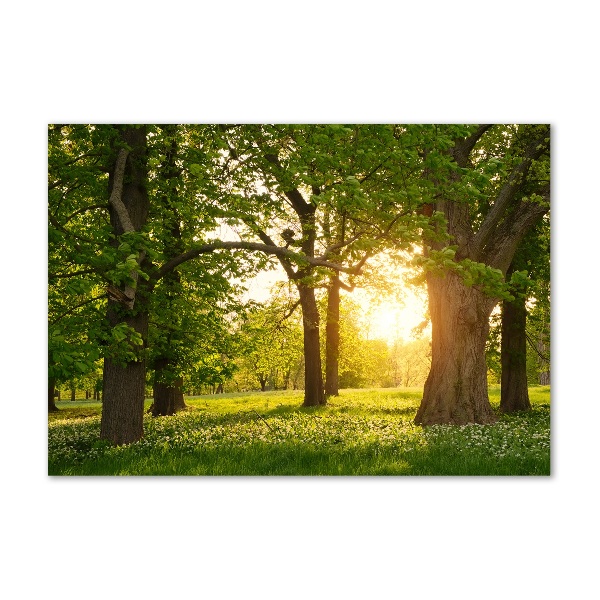 Foto obraz szkło hartowane Drzewa w parku