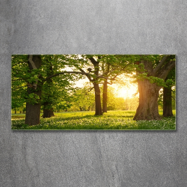 Foto en cristal de alta calidad con impresión uv horizontal Árboles en el parque