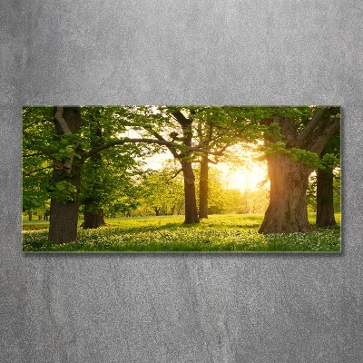 Foto en cristal de alta calidad con impresión uv horizontal Árboles en el parque