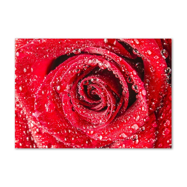 Cuadro decorativo de vidrio para salón horizontal Gotas de agua sobre una rosa