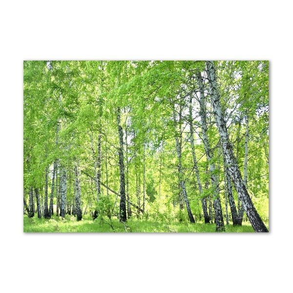 Foto en cristal de alta calidad con impresión uv horizontal bosque de abedules