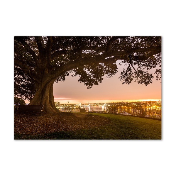 Foto en cristal de alta calidad con impresión uv horizontal Árbol viejo