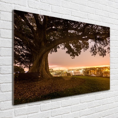 Foto en cristal de alta calidad con impresión uv horizontal Árbol viejo