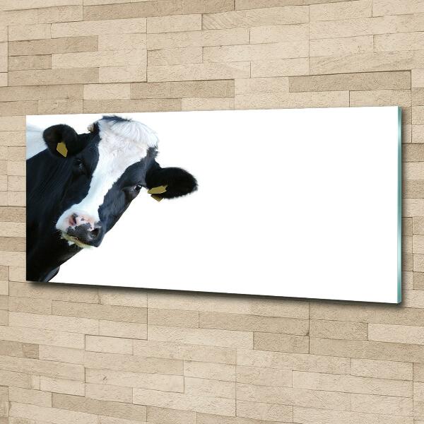 Foto-obraz zdjęcie szkło hartowane Krowa
