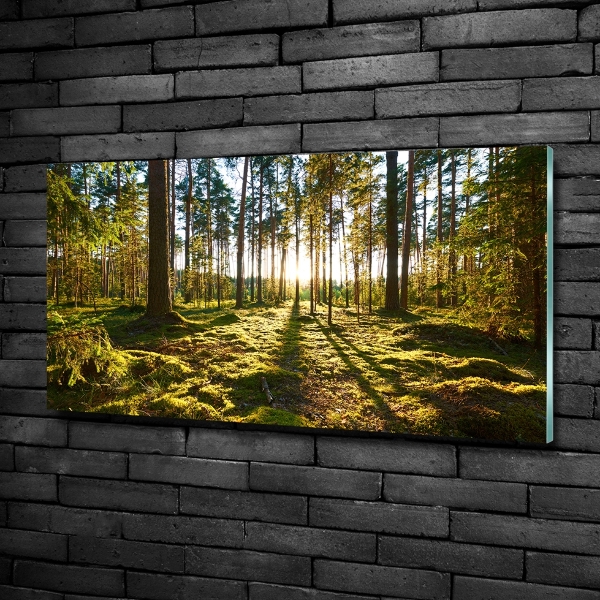 Foto en cristal de alta calidad con impresión uv horizontal bosque de pinos