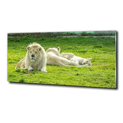 Foto en cristal de alta calidad con impresión uv horizontal Leones beige