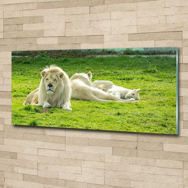 Foto en cristal de alta calidad con impresión uv horizontal Leones beige
