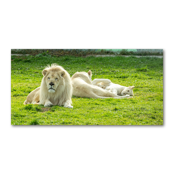Foto en cristal de alta calidad con impresión uv horizontal Leones beige