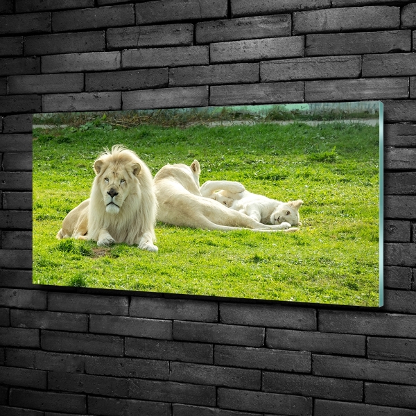 Foto en cristal de alta calidad con impresión uv horizontal Leones beige