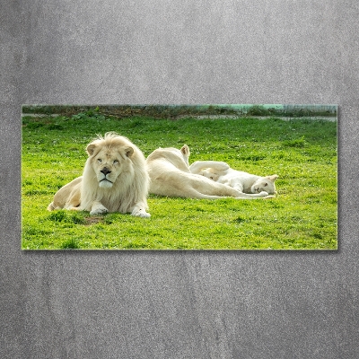 Foto en cristal de alta calidad con impresión uv horizontal Leones beige