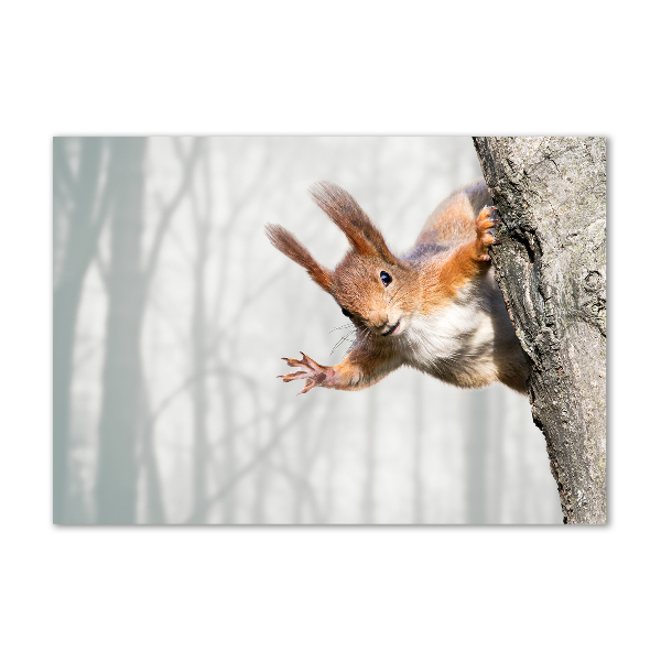 Foto-obraz szkło hartowane Wiewiórka