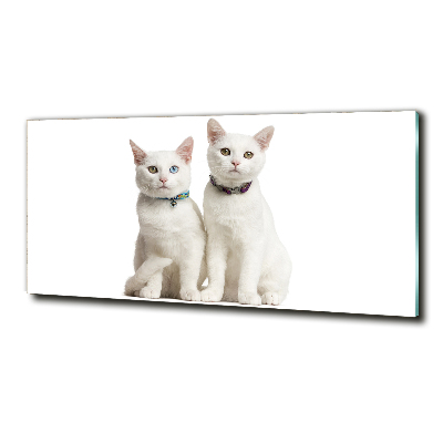 Cuadro de cristal templado moderno horizontal gatos blancos