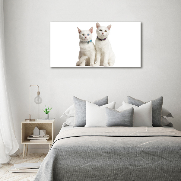 Cuadro de cristal templado moderno horizontal gatos blancos