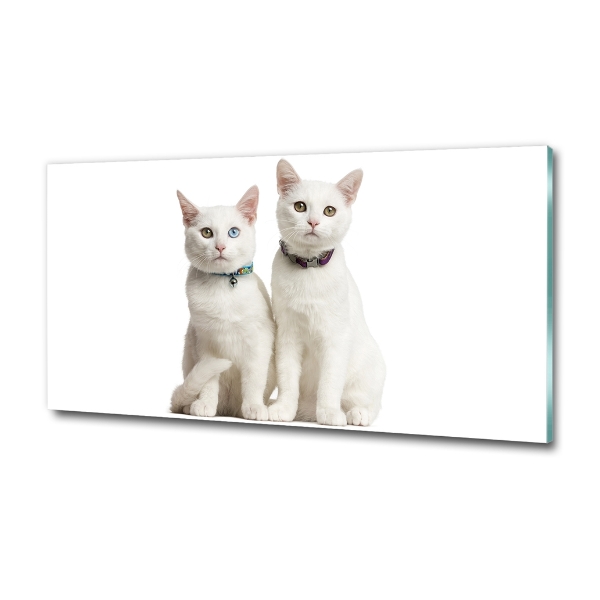 Cuadro de cristal templado moderno horizontal gatos blancos
