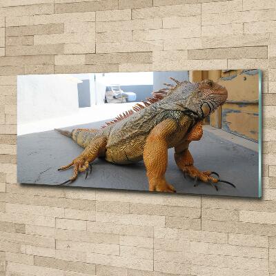 Foto-obraz zdjęcie szkło hartowane Iguana