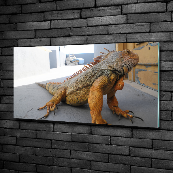 Foto-obraz zdjęcie szkło hartowane Iguana