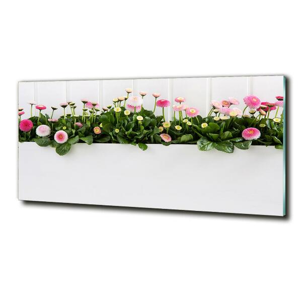 Foto obraz szklany Różowe stokrotki