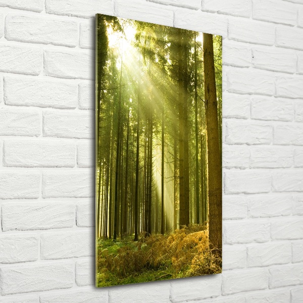 Fotocuadro de cristal elegante para hogar vertical El sol en el bosque