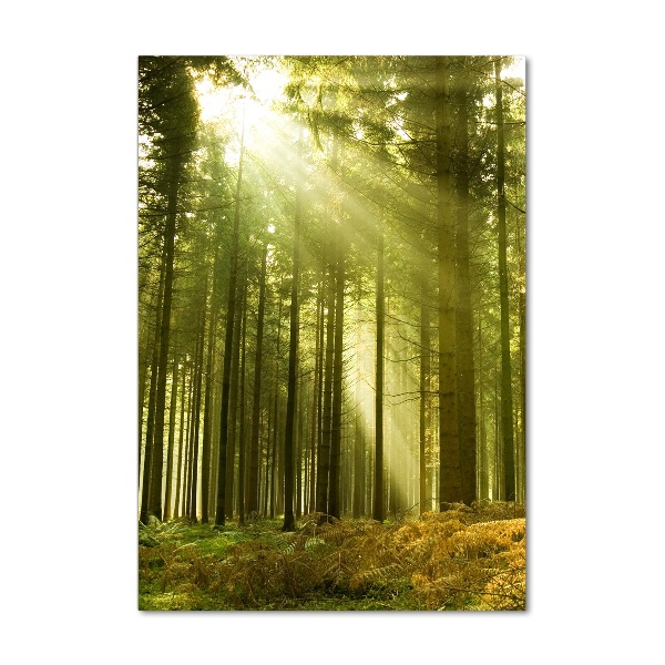 Fotocuadro de cristal elegante para hogar vertical El sol en el bosque