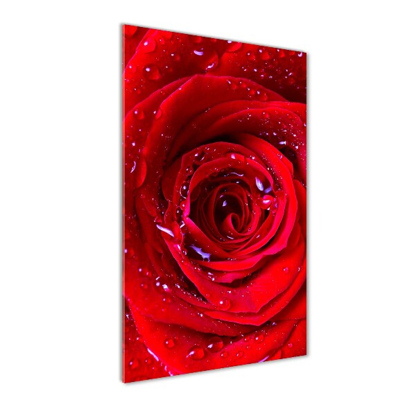 Cuadro de cristal moderno efecto brillo vertical Rosa roja
