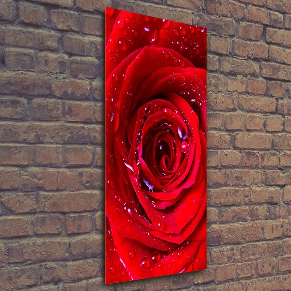 Cuadro de cristal moderno efecto brillo vertical Rosa roja