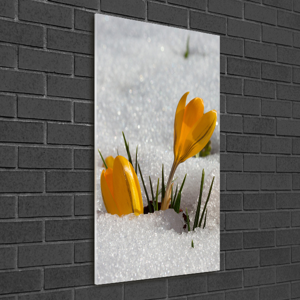 Foto obraz szkło hartowane pionowy Żółte krokusy