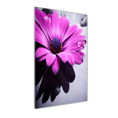 Cuadro de cristal moderno efecto brillo vertical Gerbera rosa