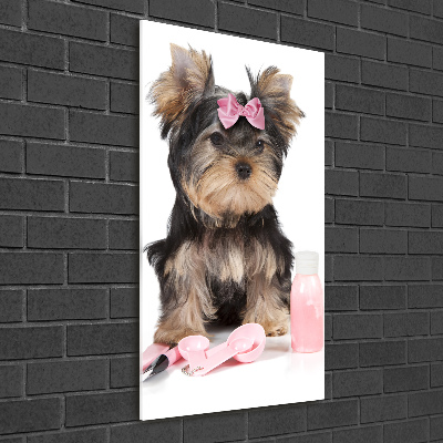 Foto-obraz na szkle pionowy Yorkshire kosmetyki