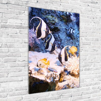 Foto obraz szkło hartowane pionowy Rafa koralowa