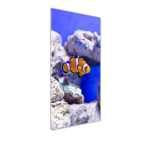 Cuadro decorativo en cristal con canto pulido vertical Nemo el pez