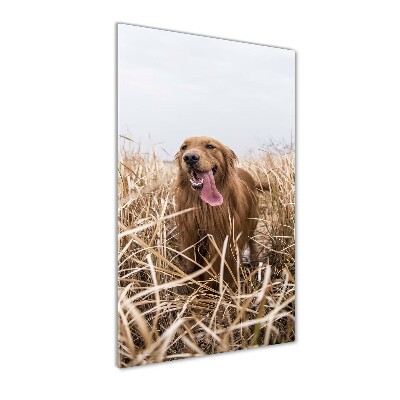 Cuadro decorativo en cristal con canto pulido vertical Perro perdiguero de oro