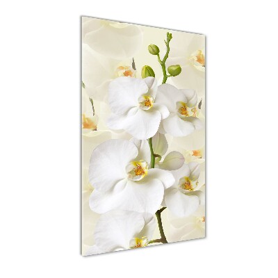 Fotocuadro de cristal elegante para hogar vertical Orquídea blanca