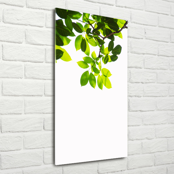 Cuadro de vidrio templado 4mm para pared vertical hojas verdes