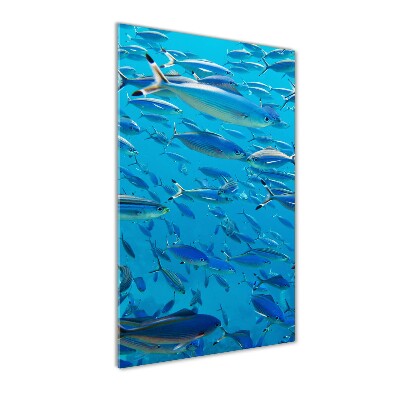 Cuadro de vidrio templado 4mm para pared vertical Peces coralinos