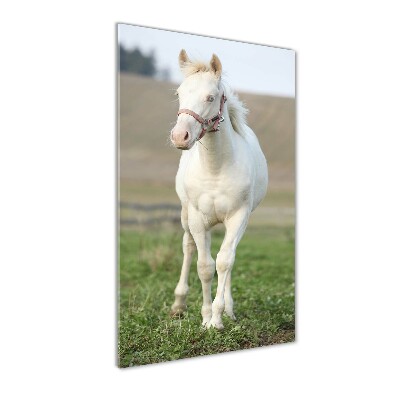 Fotocuadro de cristal elegante para hogar vertical Caballo albino