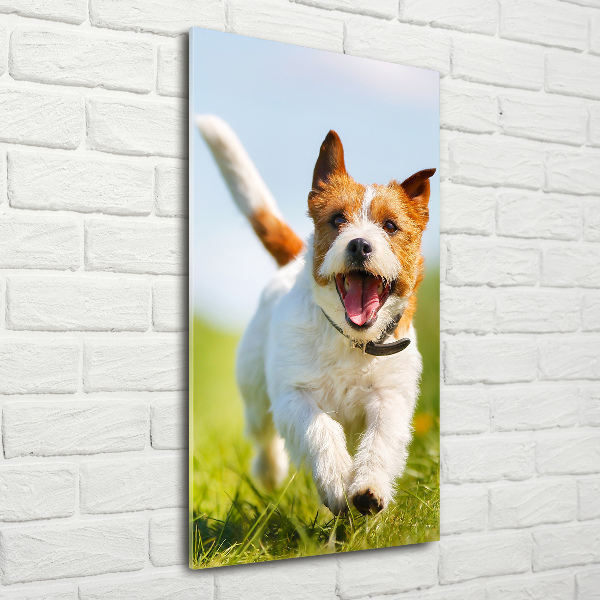 Foto obraz na szkle pionowy Pies Jack Russell