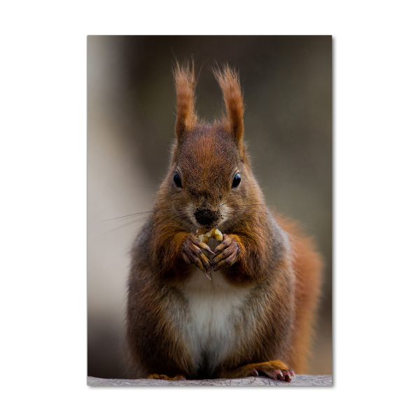 Foto obraz szkło hartowane pionowy Wiewiórka