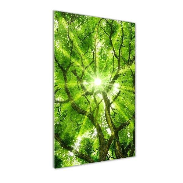 Cuadro de vidrio templado 4mm para pared vertical Corona del árbol