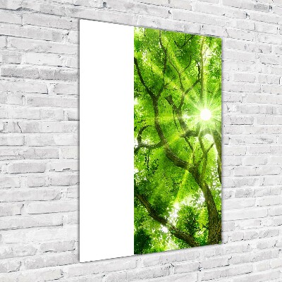 Cuadro de vidrio templado 4mm para pared vertical Corona del árbol