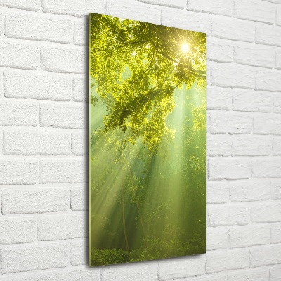 Cuadro de vidrio templado 4mm para pared vertical El sol en el bosque