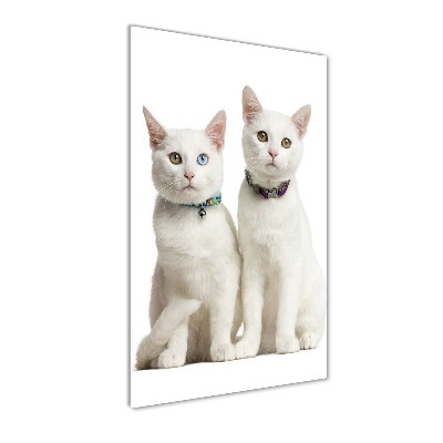 Cuadro de vidrio templado 4mm para pared vertical Dos gatos blancos